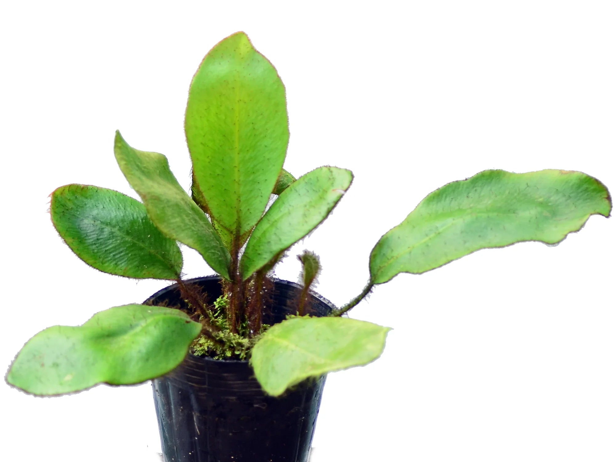 Elaphoglossum crinitum — Ecuagenera Orquídeas del Ecuador