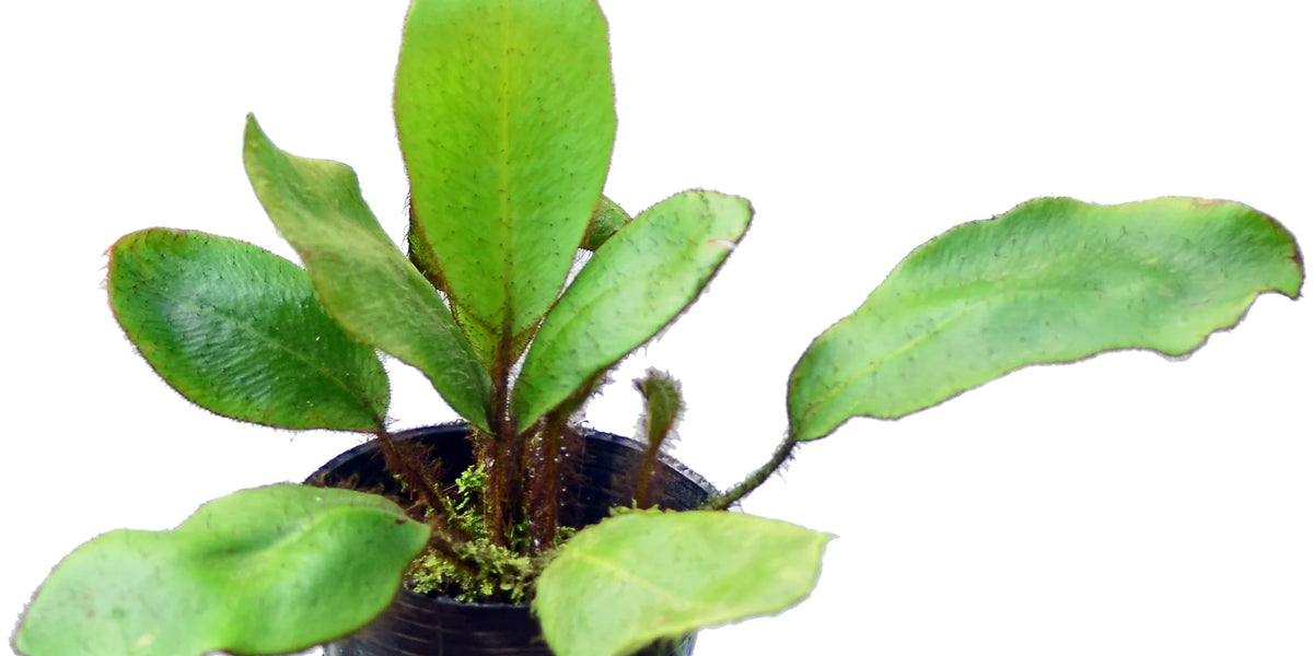 Elaphoglossum_crinitum_1200x60