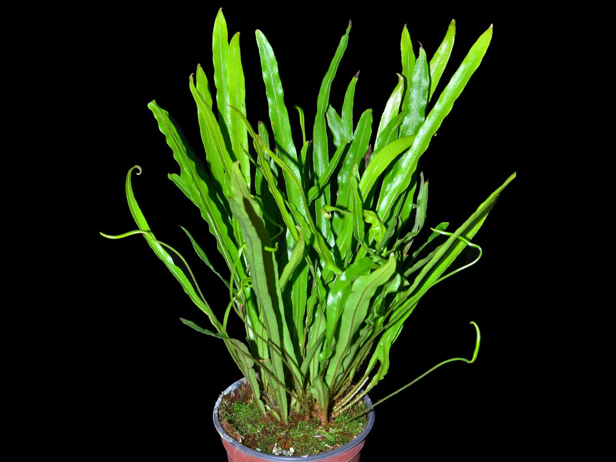 anthurium eximium Elaphoglossum eximium — Ecuagenera Orquídeas del Ecuador