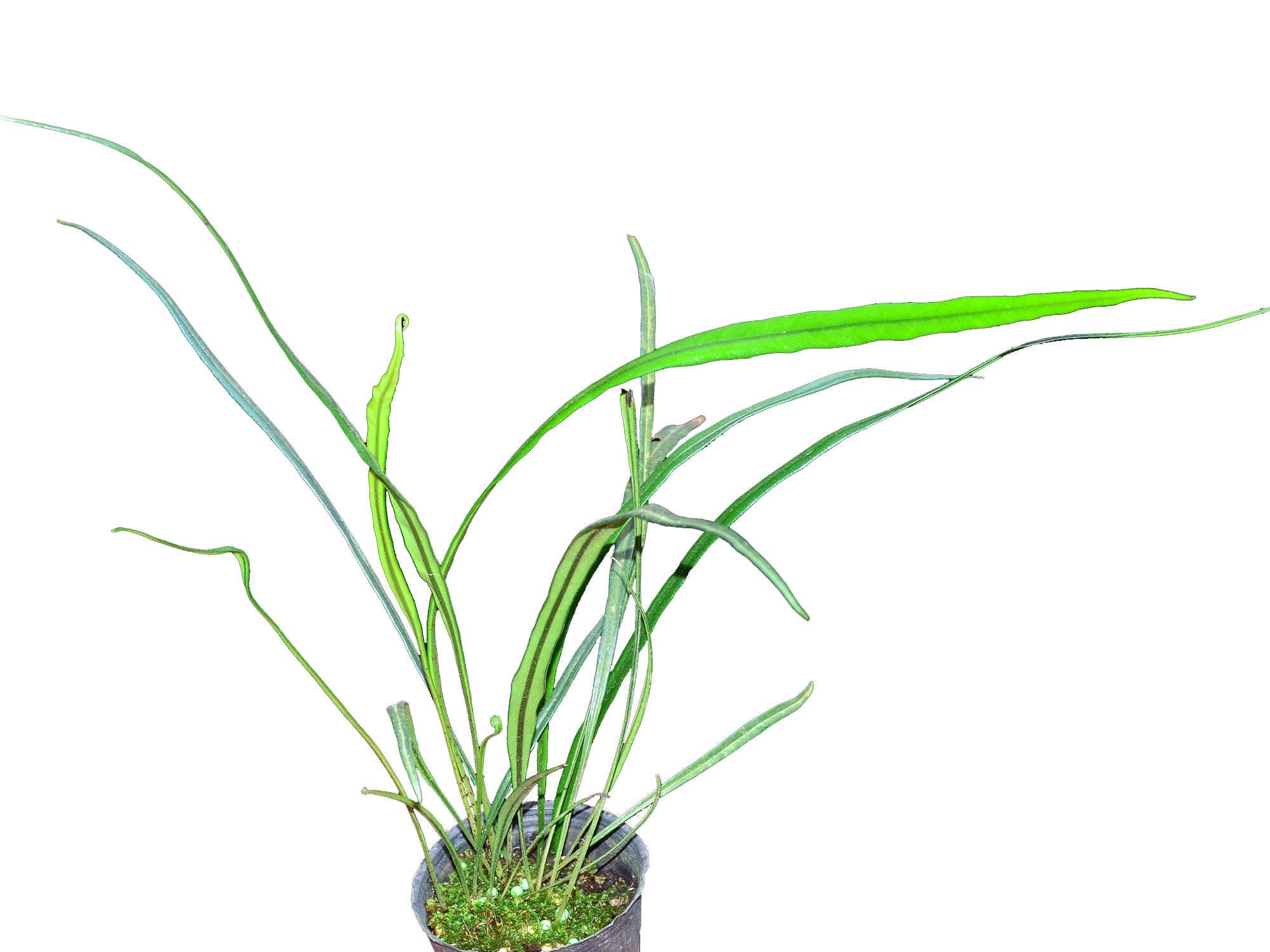 シダ】Elaphoglossum lanceolatum Ecuador