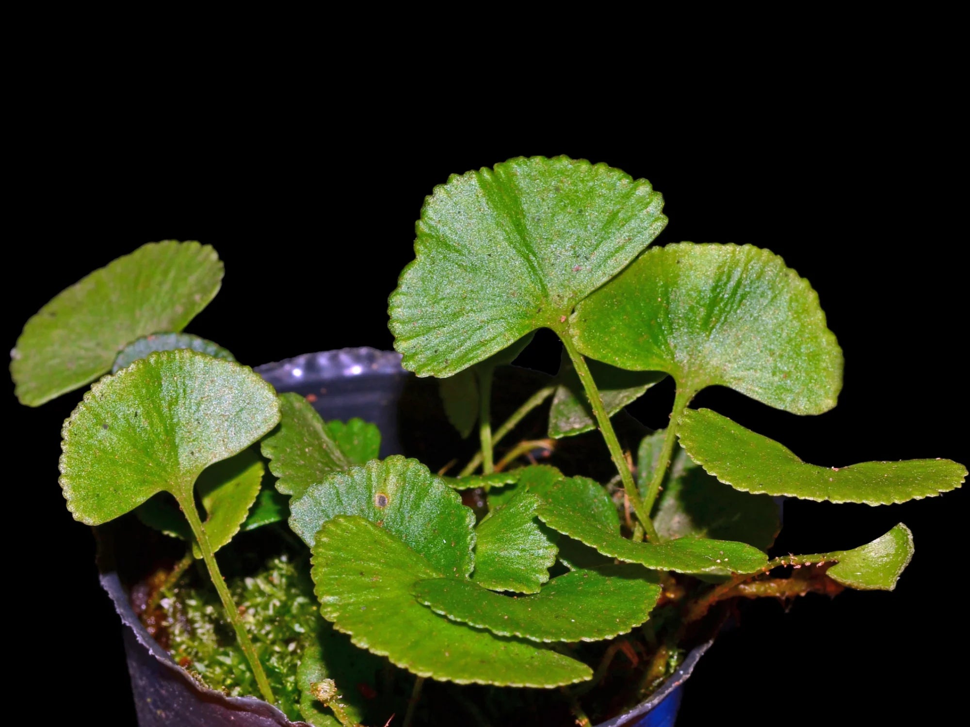 Elaphoglossum peltatum 1