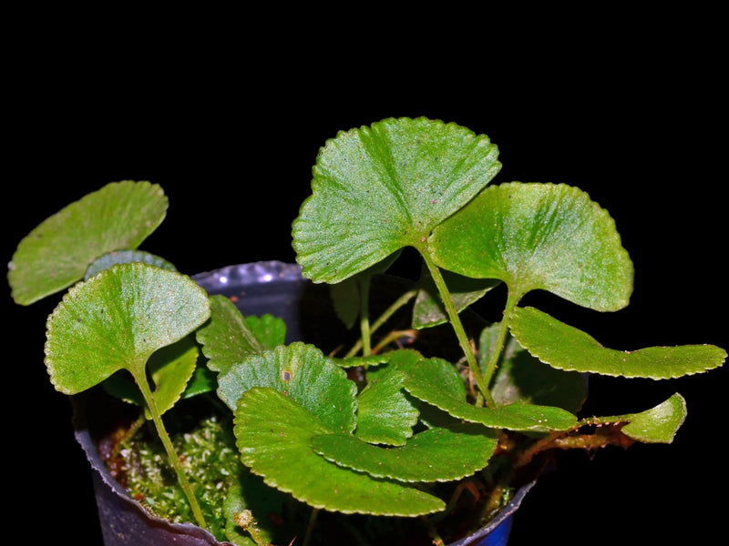 Elaphoglossum peltatum 1