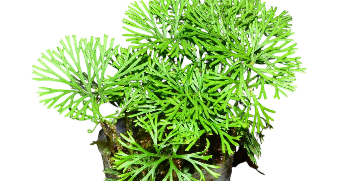 Elaphoglossum peltatum — Ecuagenera Orquídeas del Ecuador