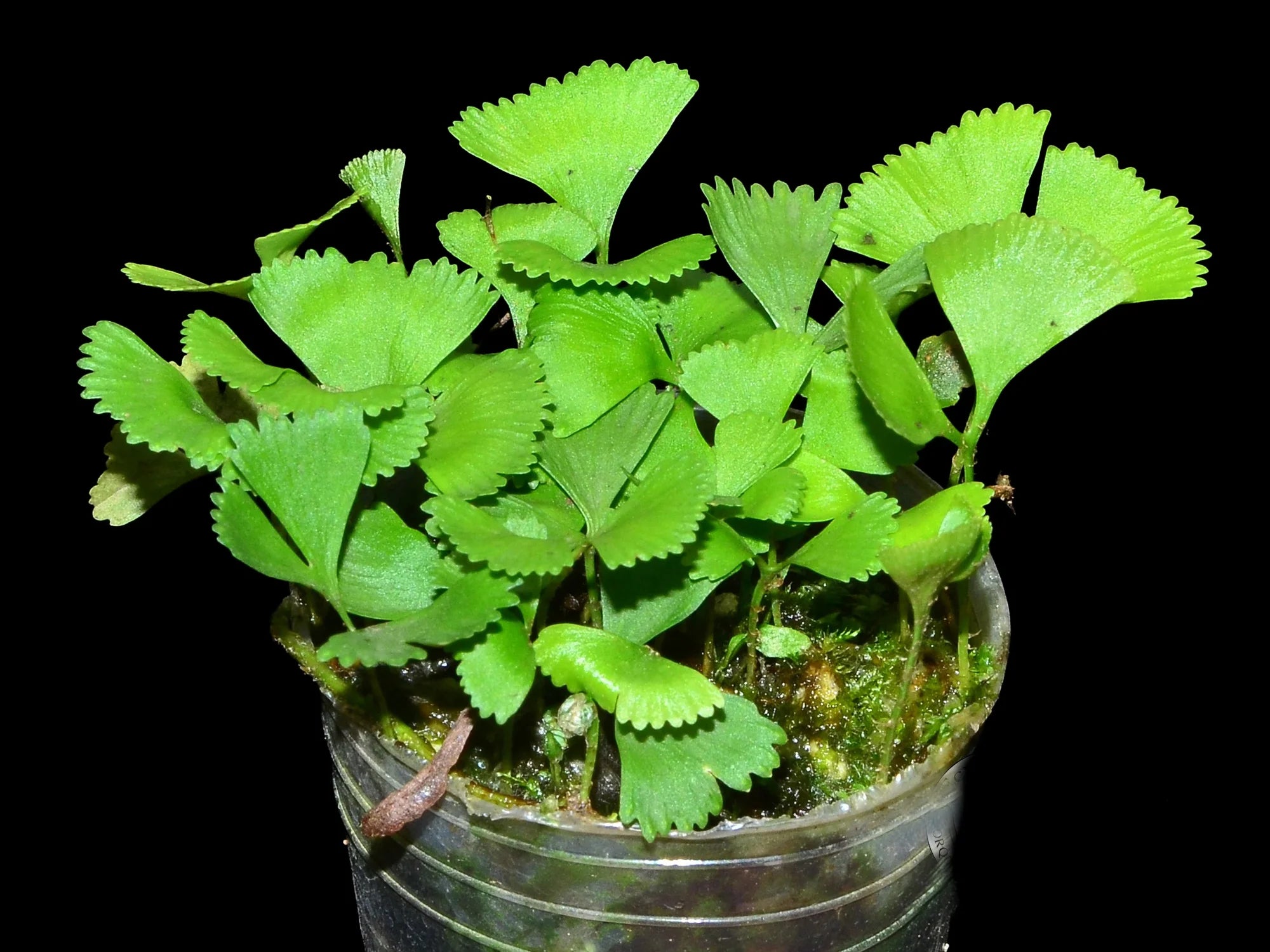Elaphoglossum peltatum 2