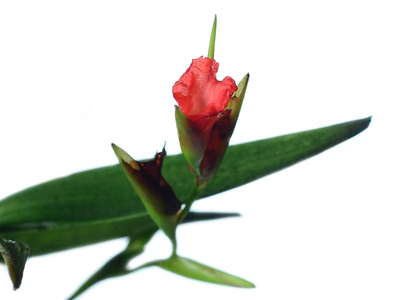 Elleanthus ampliflorus