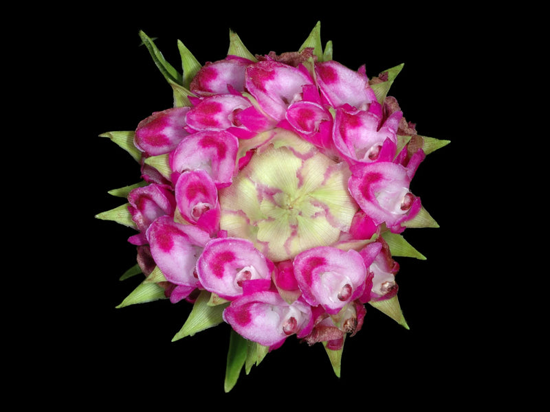 Elleanthus capitatus