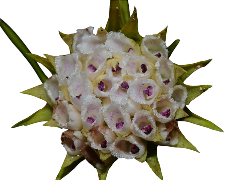 Elleanthus capitatus f. alba