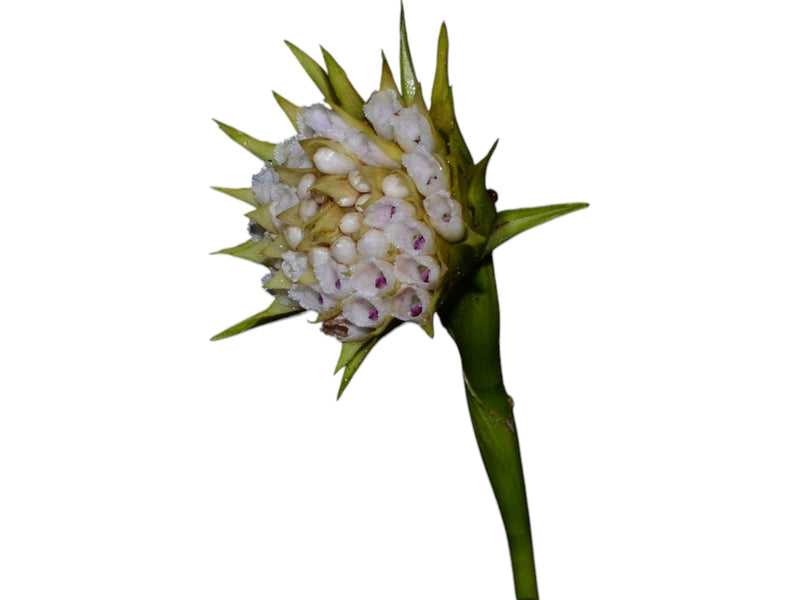 Elleanthus capitatus f. alba