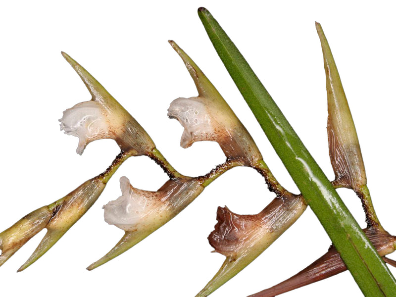 Elleanthus fractiflexus