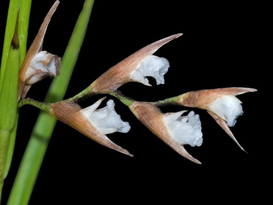 Elleanthus graminifolius