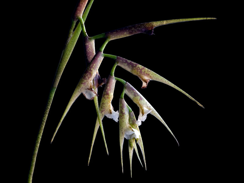 Elleanthus lancifolius