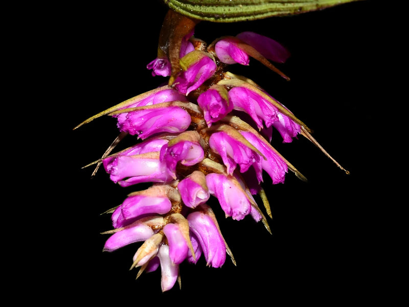 Elleanthus maculatus