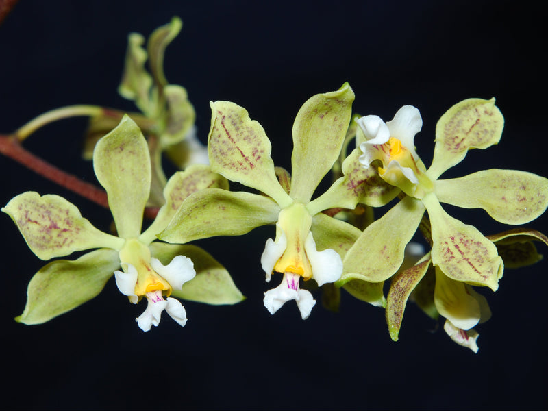 Encyclia granitica