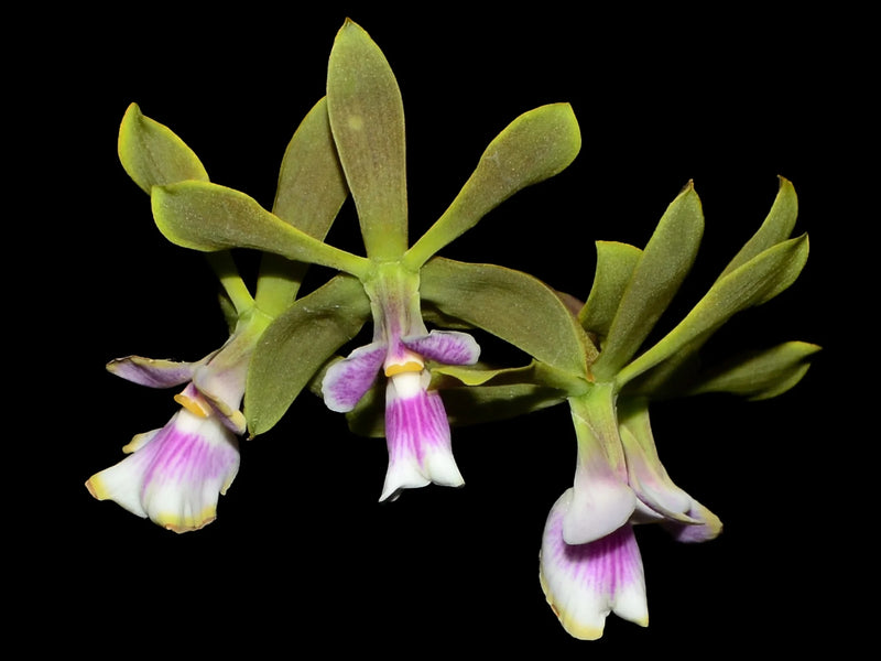 Encyclia Doctor Ben