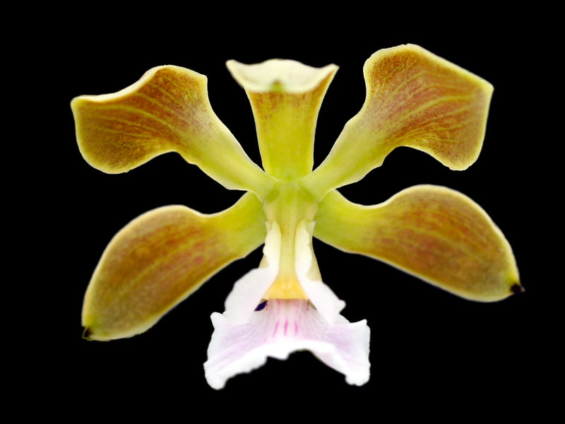 Encyclia advena
