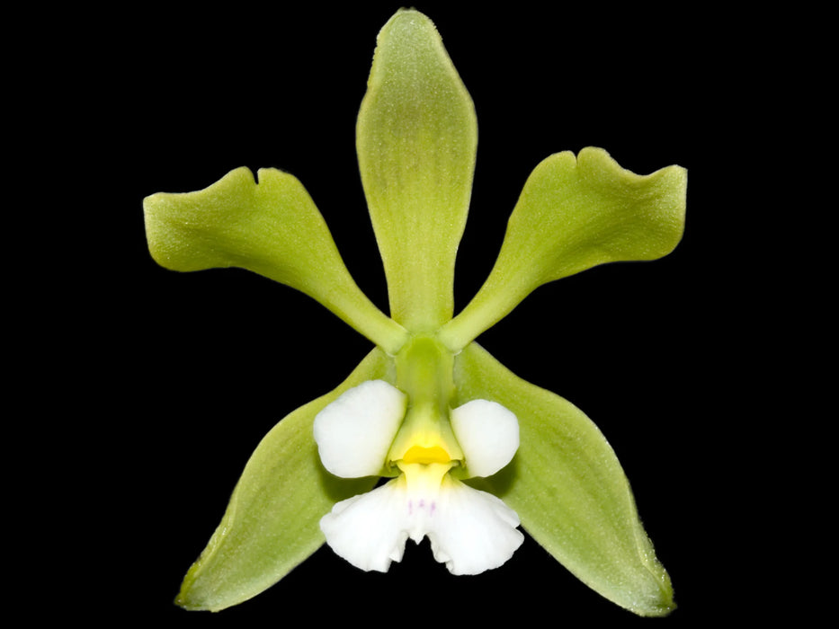 Encyclia alboxanthina