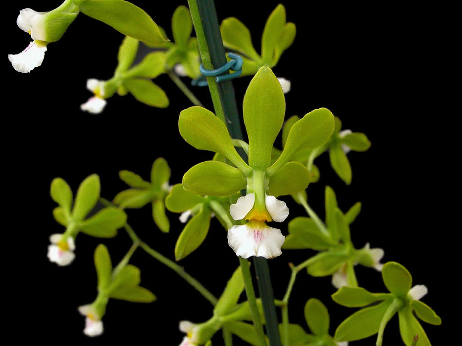 Encyclia alboxanthina