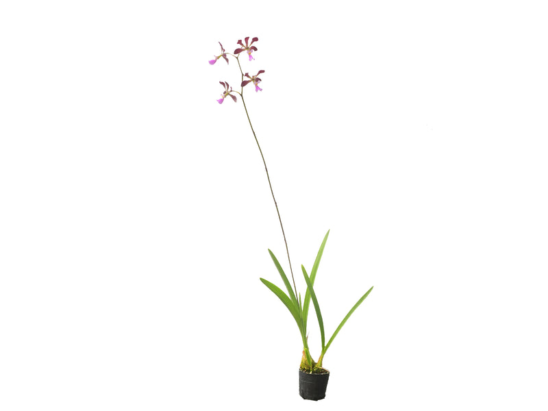 Encyclia alboxanthina x Encyclia cordigera pink