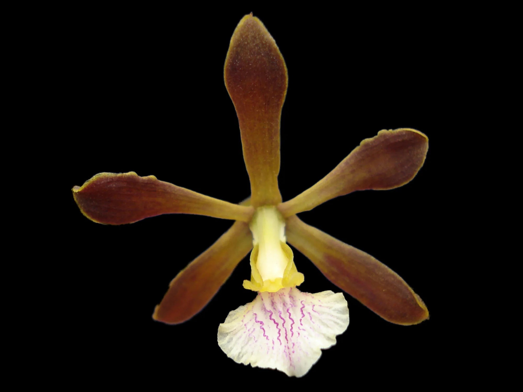 Encyclia angustiloba