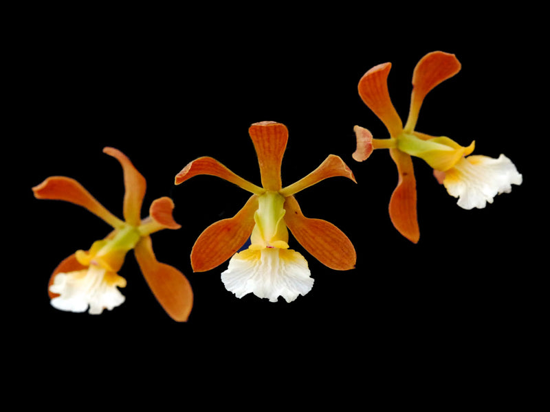 Encyclia aspera