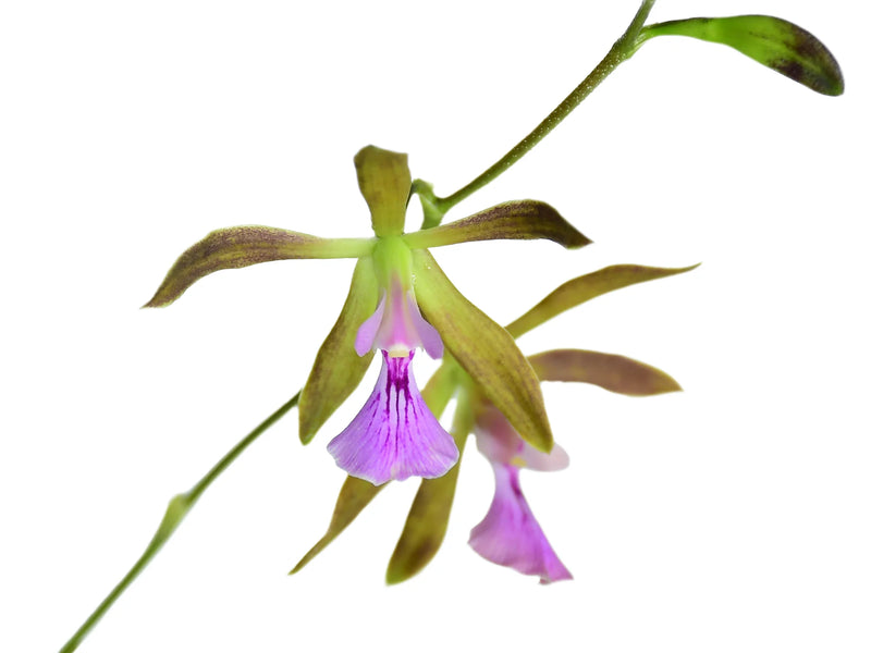 Encyclia bipapularis