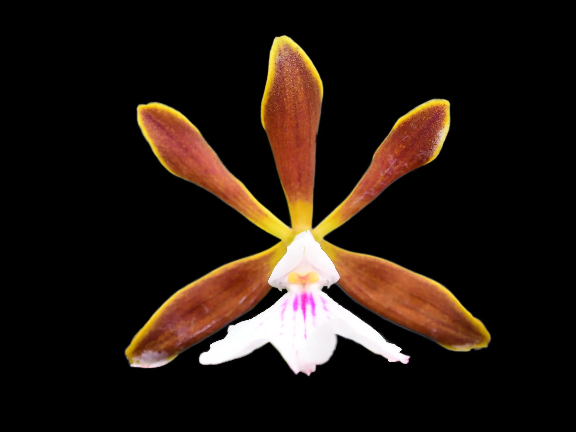 Encyclia bocourtii
