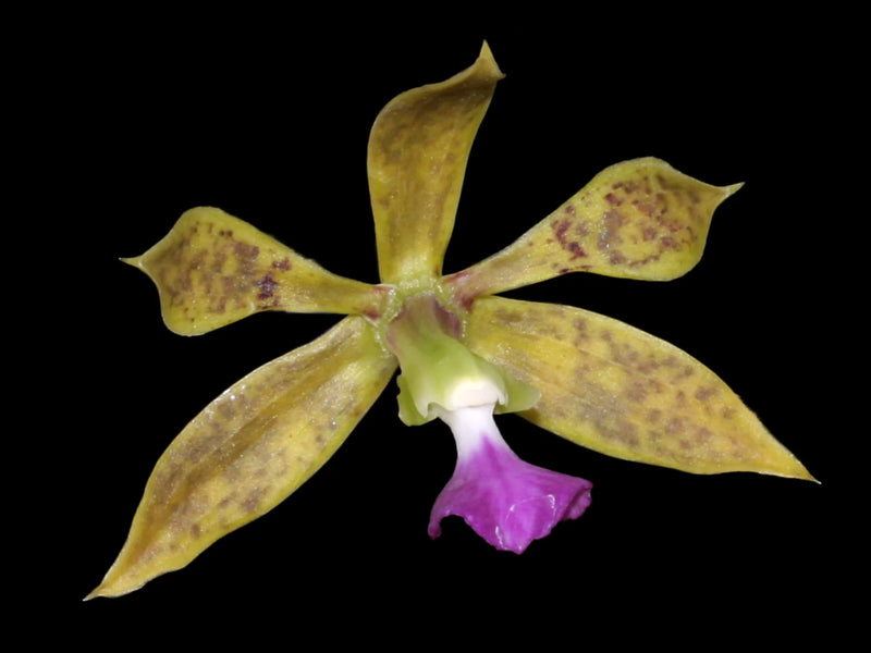 Encyclia bracteata