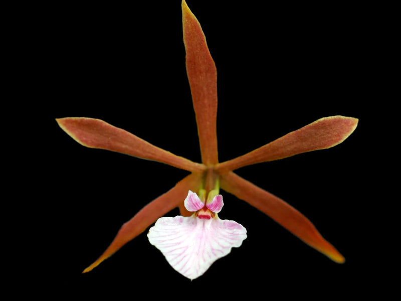 Encyclia bractescens