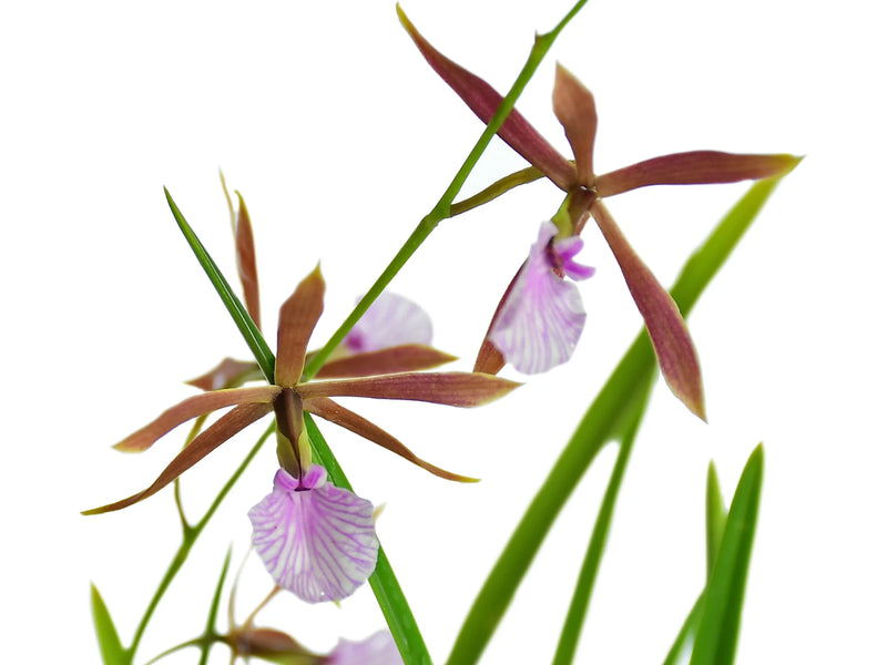 Encyclia bractescens