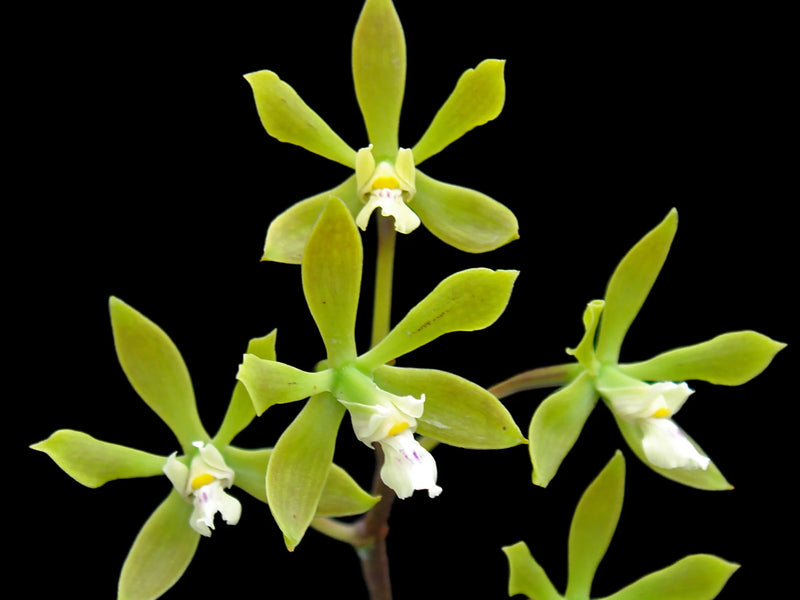 Encyclia ceratistes