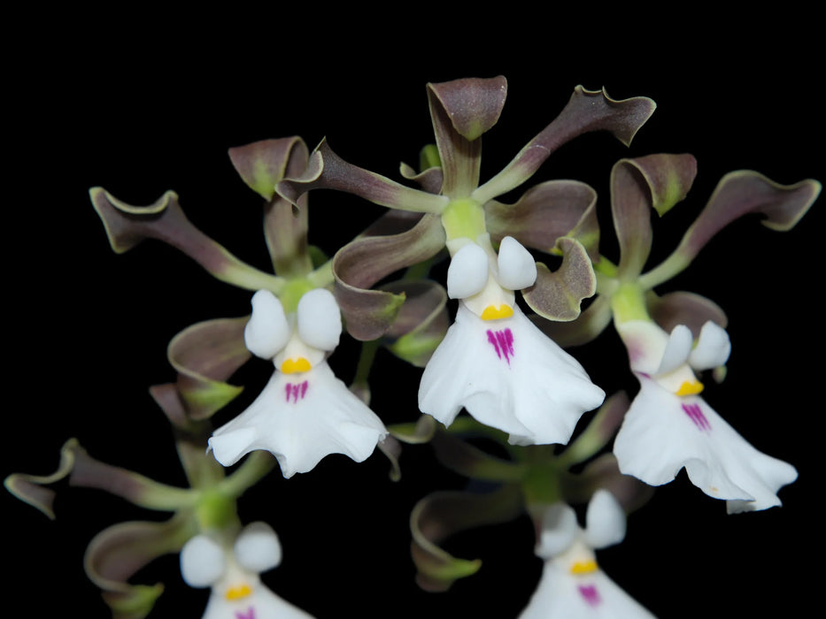 Encyclia cordigera