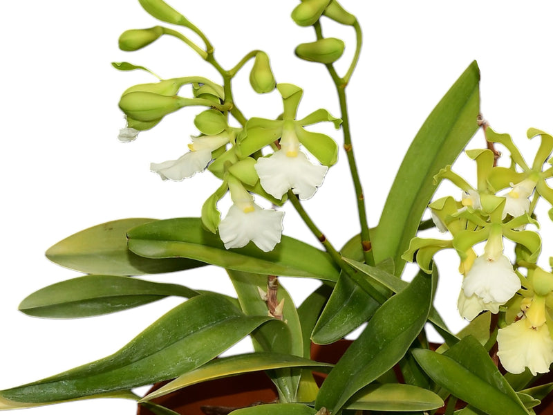 Encyclia cordigera f. alba