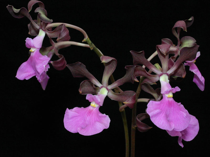 Encyclia cordigera f. pink