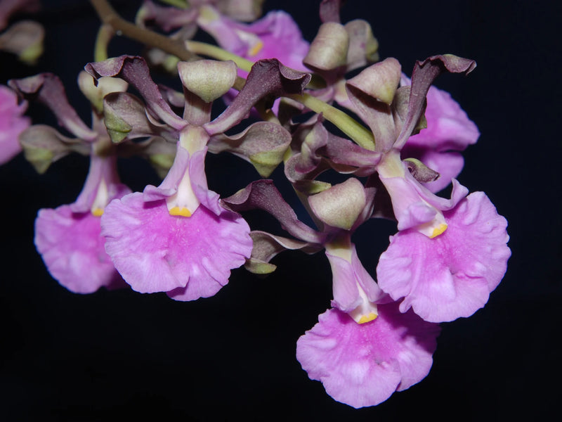 Encyclia cordigera f. pink