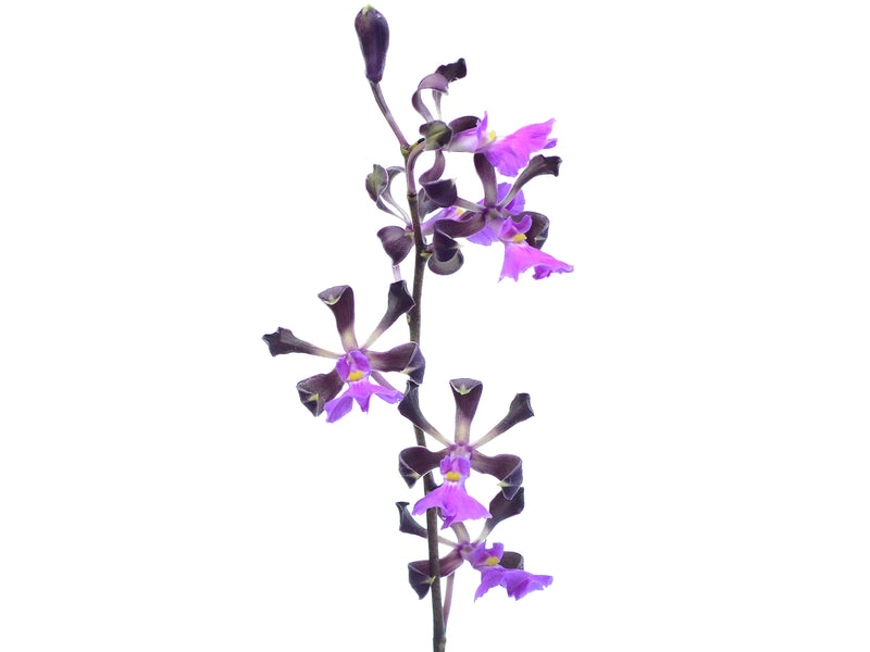 Encyclia cordigera f. pink