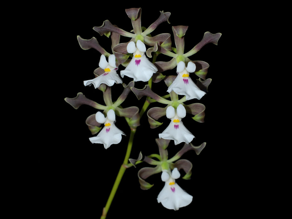 Encyclia cordigera