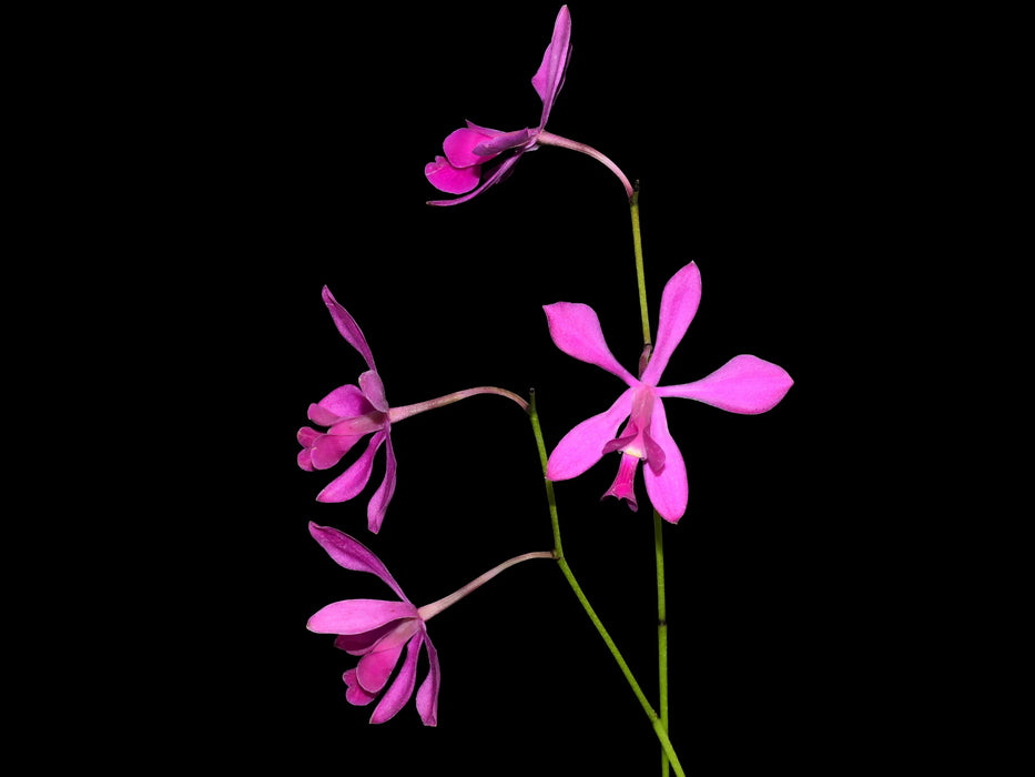 Encyclia dichroma