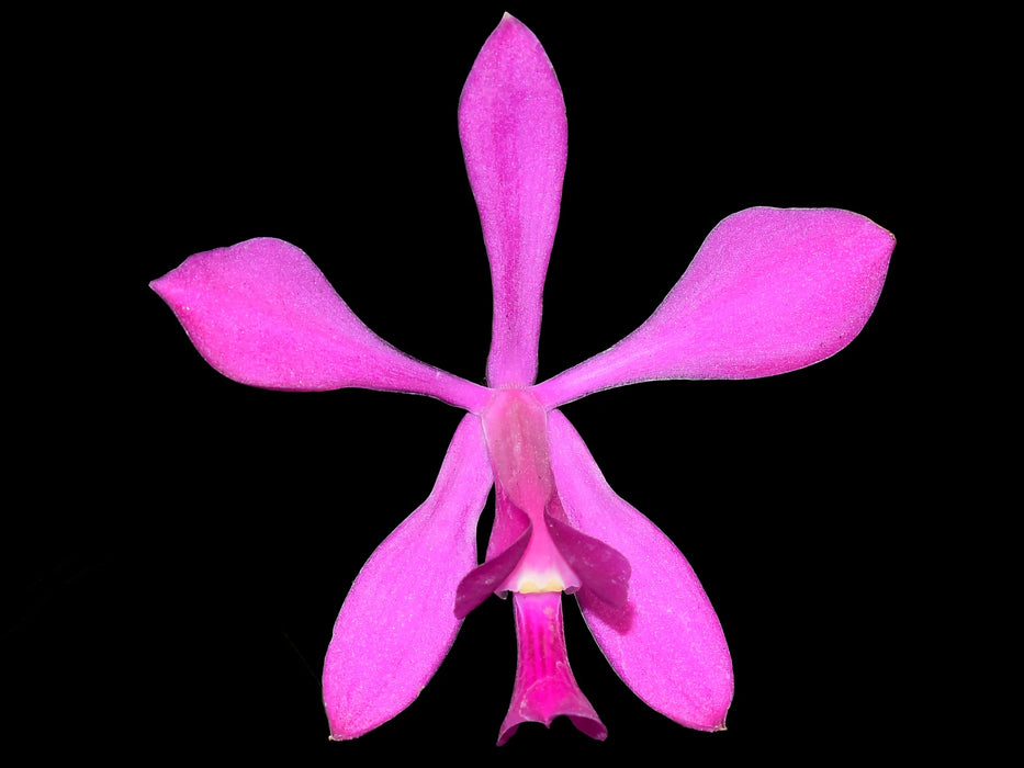 Encyclia dichroma