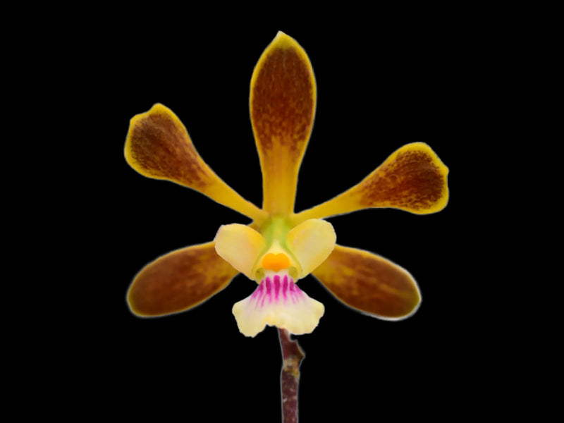 Encyclia duveenii