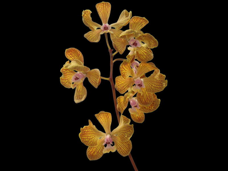 Encyclia fowliei