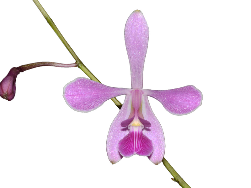 Encyclia jenischiana