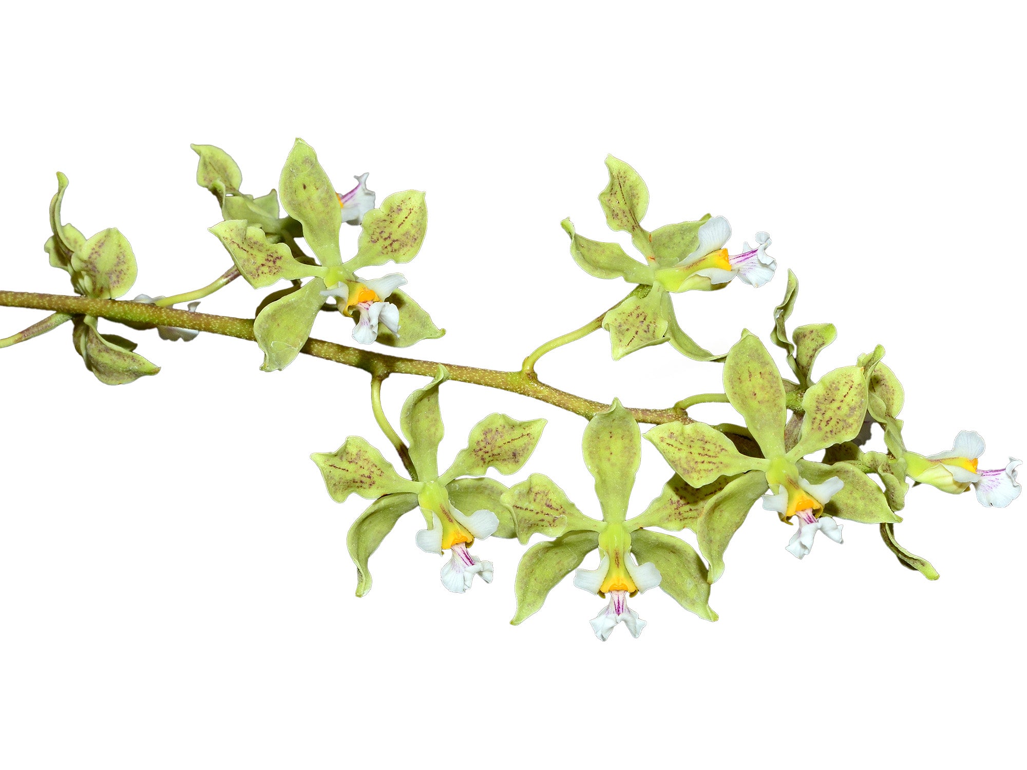 Encyclia granitica