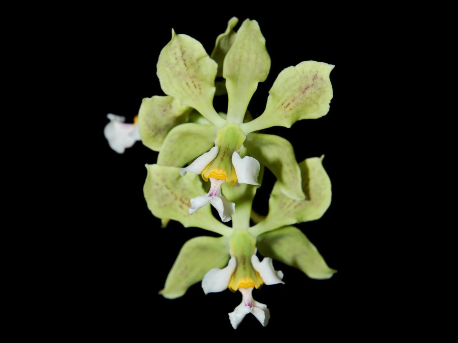 Encyclia granitica