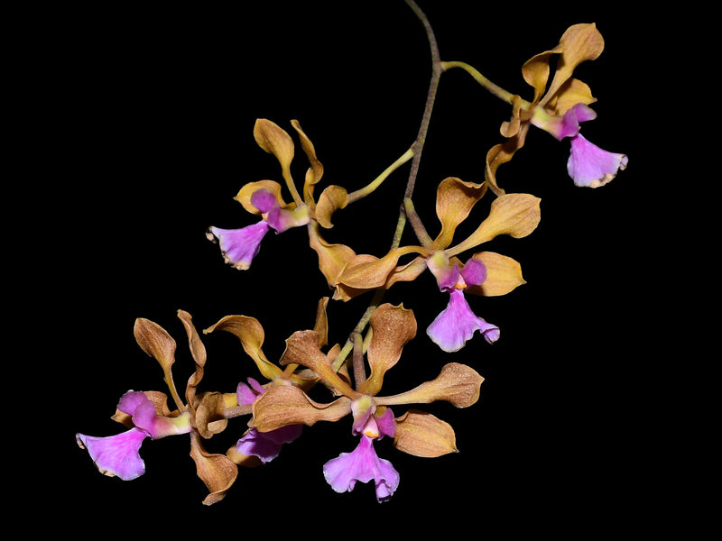 Encyclia hanburyi