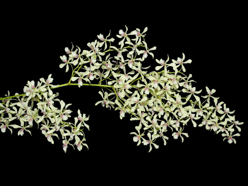 Encyclia incumbens