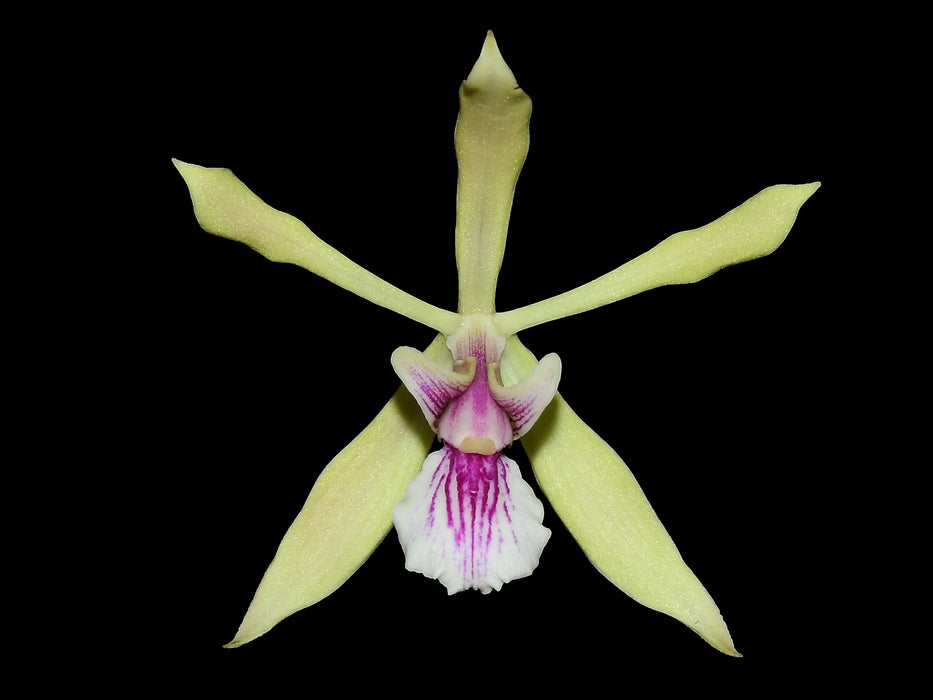 Encyclia mapuerae