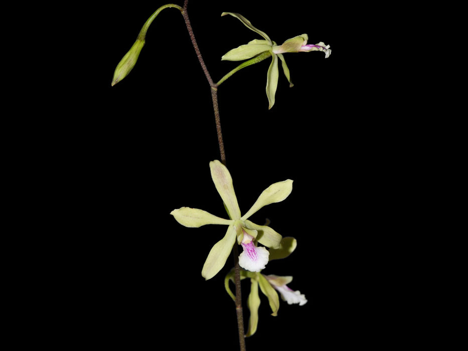 Encyclia mapuerae