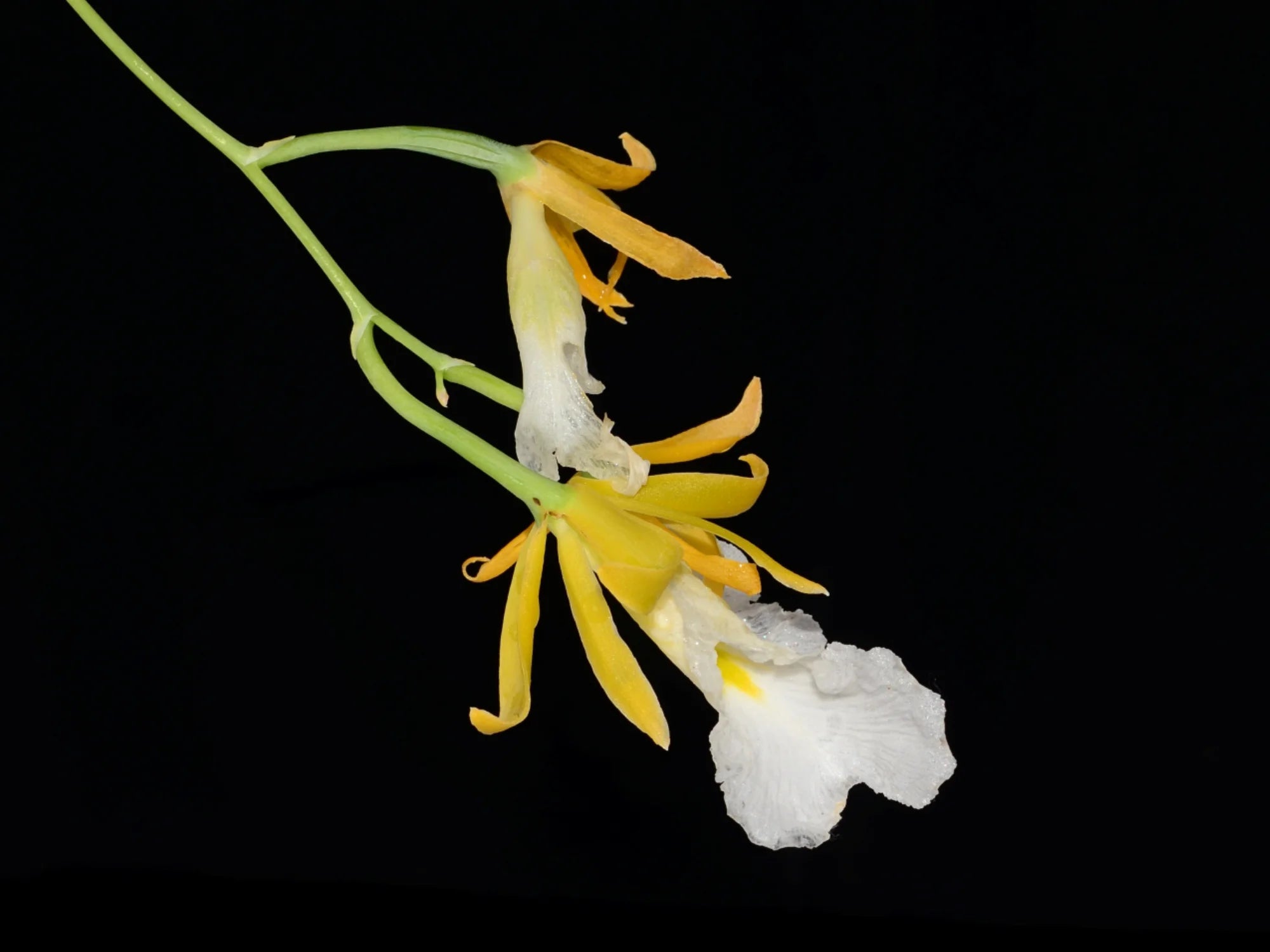Prosthechea mariae