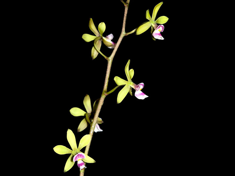 Encyclia mooreana