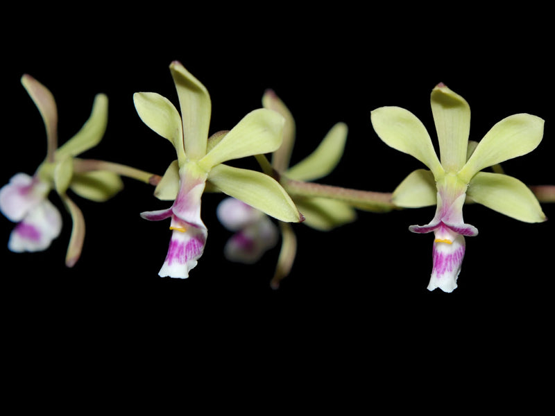 Encyclia mooreana